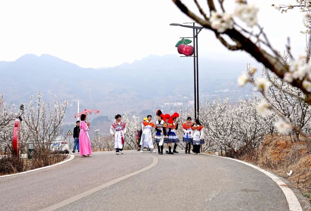 纳雍总溪河樱桃节图片