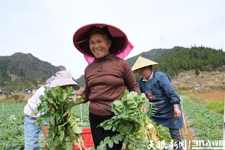 凯里市甘坝村蔬菜基地萝卜丰收.JPG