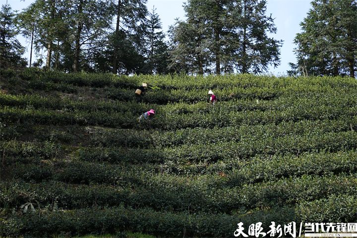 雷山县望丰乡干河沟茶场.JPG