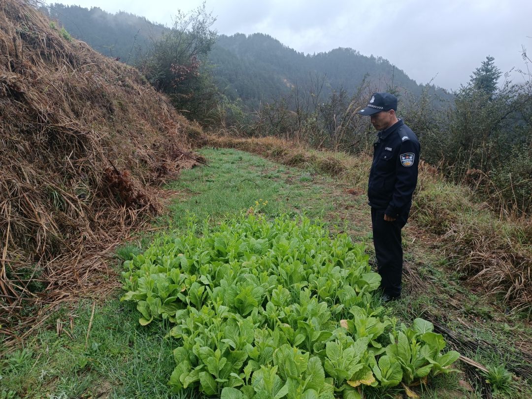 德化乡平安建设办联合派出所深入田间地头开展种毒排查.jpg