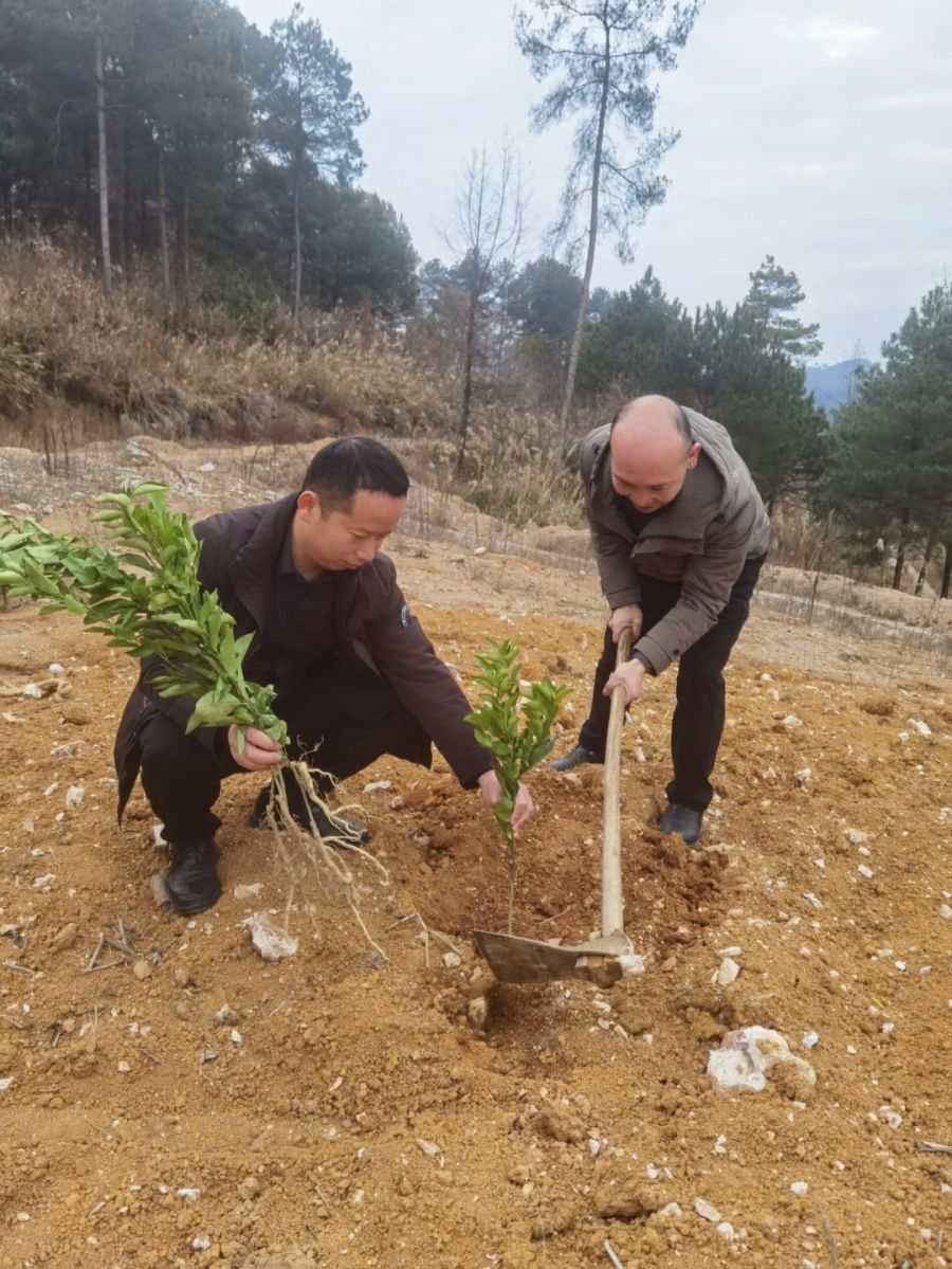 麻江县新春添新绿干群植树忙