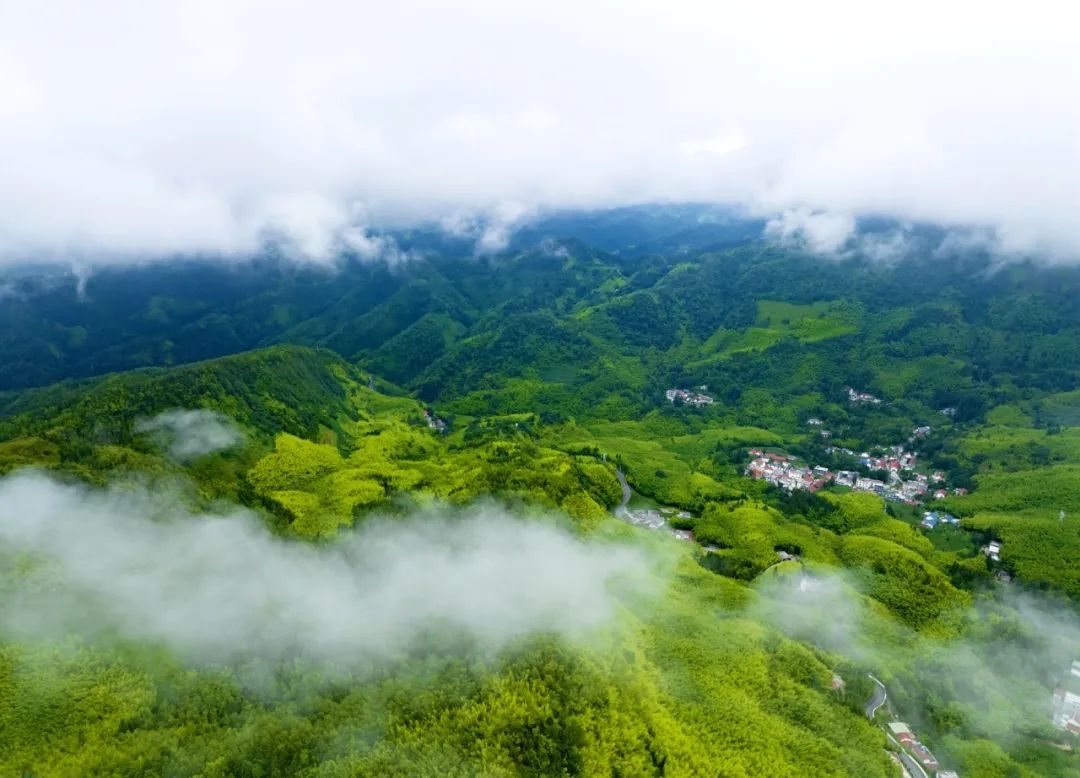 自贡花龙沟竹海图片