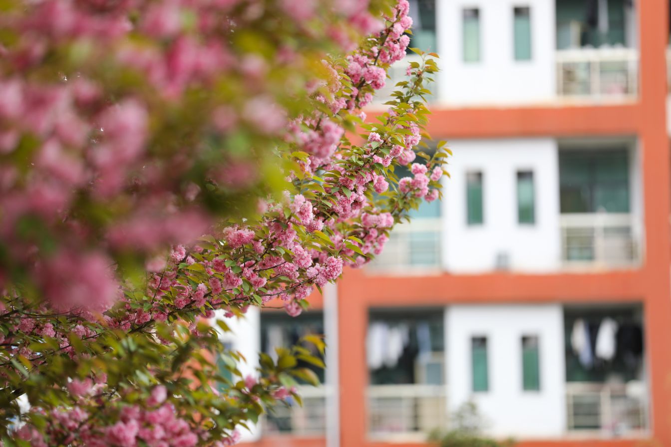 毕节樱花图片